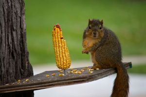 IMG_squirrel eating4550